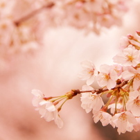 花　～春夏～