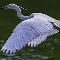 Nikon AI AF-S ED 400mm F2.8D lF ライトグレー AI AF-S Nikkor ED 400mm F2.8D(lF) (ライトグレー) - 概要 | NIKKOR