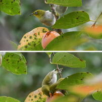 SIGMA(シグマ)のレンズ APO 300mm F2.8 EX DG/HSM (ﾆｺﾝ AF) で撮影した