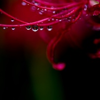 雨の彼岸に