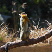 ときわ動物園・２