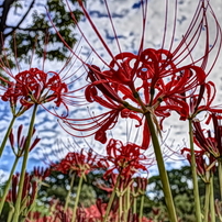 曼珠沙華と秋の空