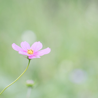 *秋～冬のお花たち*