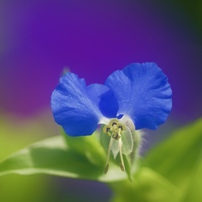 秋の野の花GO