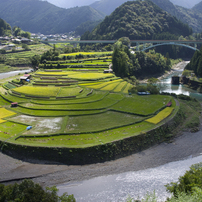 ライステラス　あらぎ島