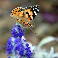ここにはまだ蜜あるかな？　　　DSC_3659