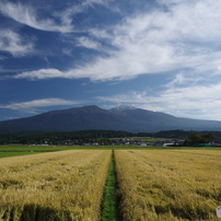 秋雲と黄金色の輝き