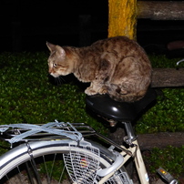 にゃんこ