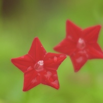 秋の花の思い