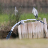 CANON(キヤノン)のレンズ EF300mm F2.8L IS II USM で撮影した写真