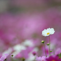 CANON(キヤノン)のレンズ EF300mm F2.8L IS II USM で撮影した写真