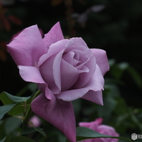 薔薇2