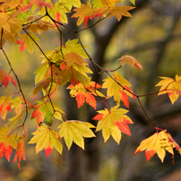 ふらり散歩　身近な紅葉