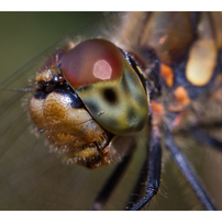 CANON(キヤノン)のレンズ MP-E65mm F2.8 1-5x マクロフォト で撮影した