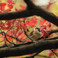 秋雀　食えぬ紅葉を　つつきけり