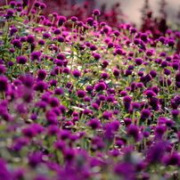 MAMIYA(マミヤ)のレンズ Mamiya A 120mm F4M Macro で撮影した写真