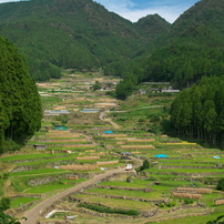 四谷の棚田