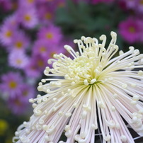 MAMIYA(マミヤ)のレンズ Mamiya A 120mm F4M Macro で撮影した写真