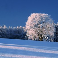 冬の写真