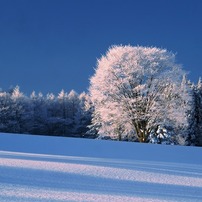 朝陽に照らされて