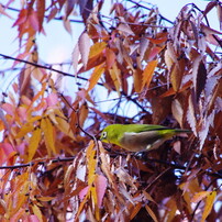 野鳥を探して　メジロ
