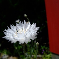 春の花