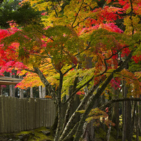 高野山の紅葉2016