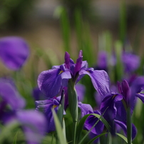 季節の花