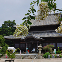 周防国分寺の百日紅