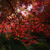 秋の彩り・重源の郷