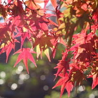 紅葉２０１６