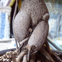 草木