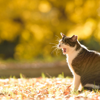 小春日和猫