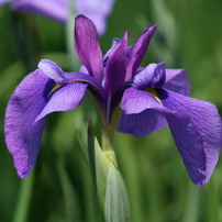 花菖蒲園 1