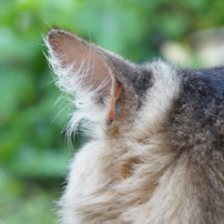 NEX-5　CAT　Sample