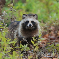 日本産野生哺乳類の投稿20種への歩み