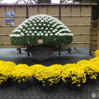 新宿御苑・菊花展1