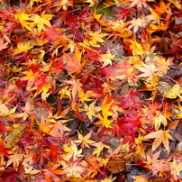 紅葉狩り2016