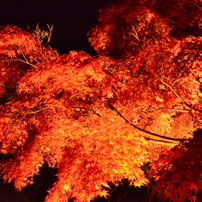 ２０１６年　関西の紅葉