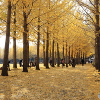公園のイチョウ並木