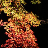 御船山楽園の紅葉ライトアップ