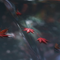 紅葉２