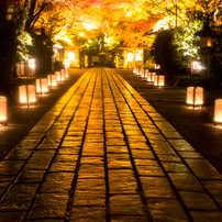 雨の参道（石山寺より）