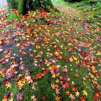 CANON(キヤノン)のレンズ EF14mm F2.8L II USM で撮影した写真