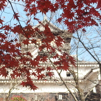犬山城の秋