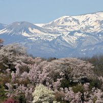 春本番(花見山)