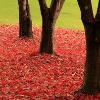 紅葉