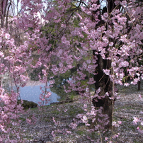 枝垂桜