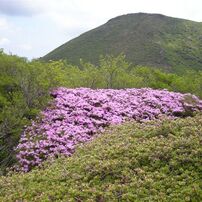 ミヤマキリシマ　久住山