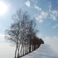 防風林